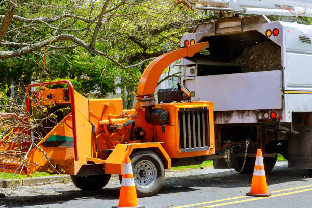 Trusted Florence, SC Tree Removal and Landscaping Services Experts